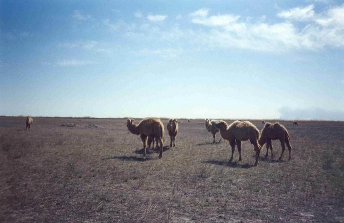 Camel Herd