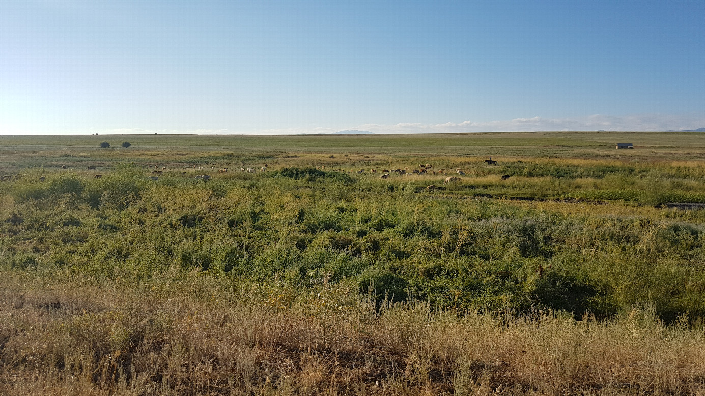 Northwest - shepard taking care of his cows