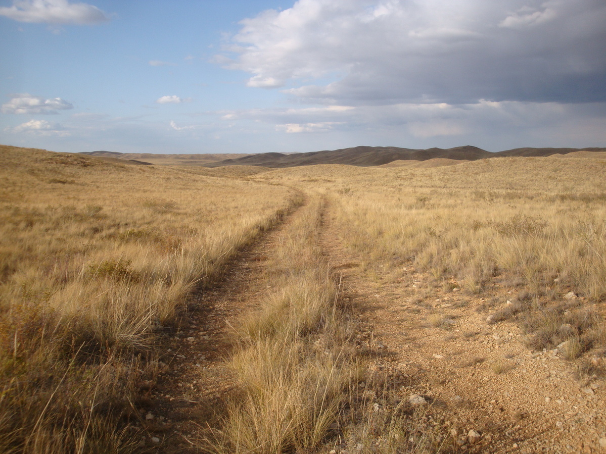 Полевая дорога  / Field road