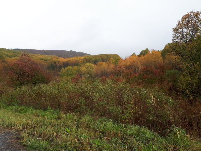 Осенние краски / Autumn colors