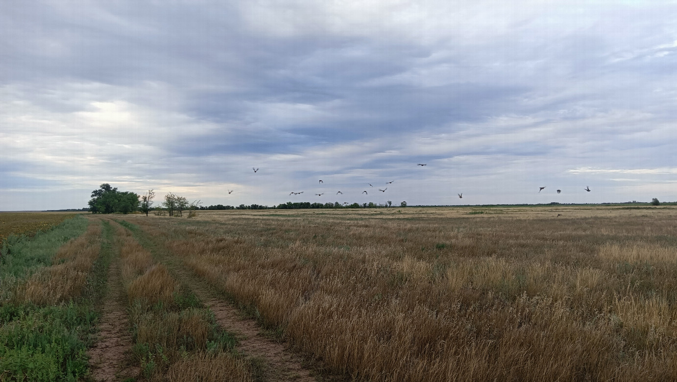 Partridges