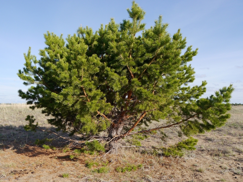 Pine tree