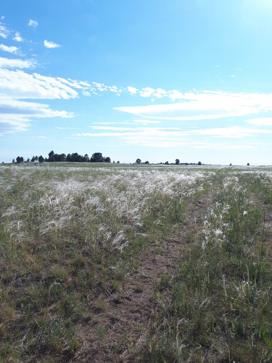 Полевая дорога / Field dirt road