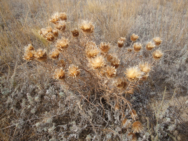 Местная флора / Local flora