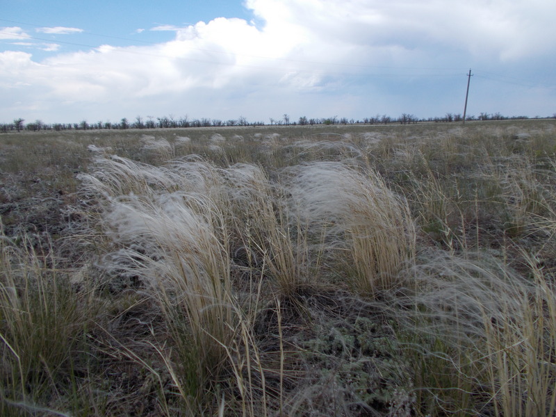 Ковыль/Feather grass