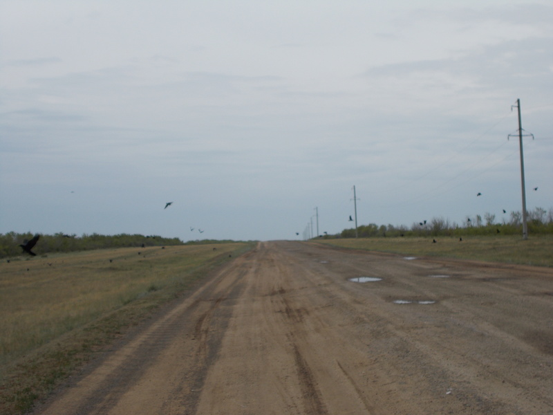 Опасность для машин – стаи ворон/Crow flocks are danger for cars.