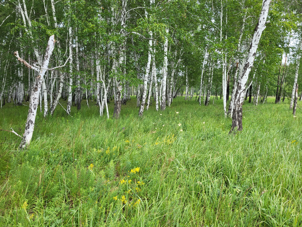 Север / North