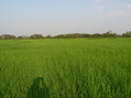 #3: View east of the confluence