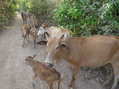 #6: Some friends joining us from the confluence.