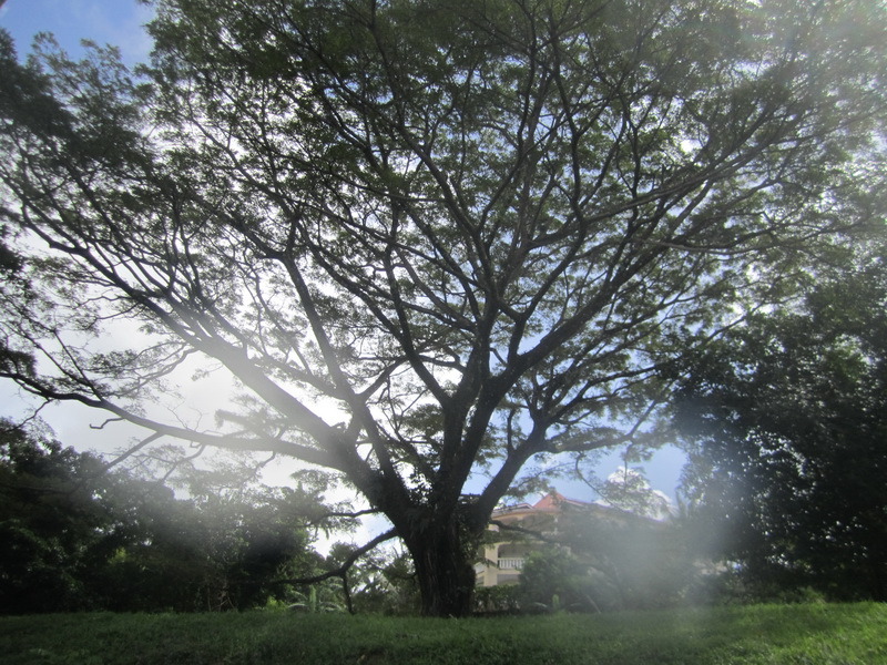 A magnificent tree about 30 metres from the point