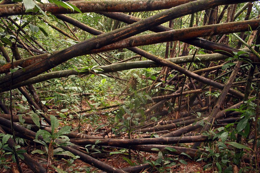 Through the bamboo forest