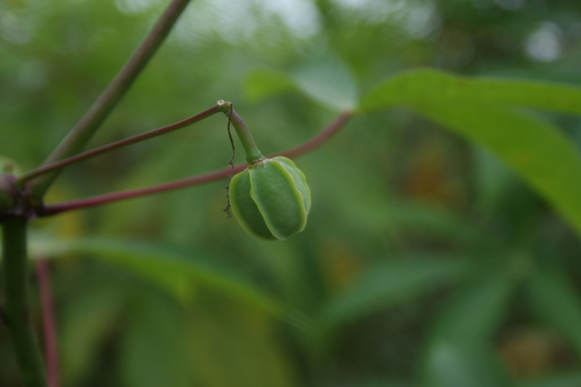 Cassava plant - the most important crop of this region