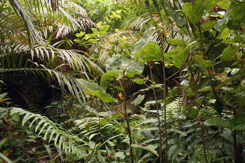 West: Palm trees in the middle of the swamp