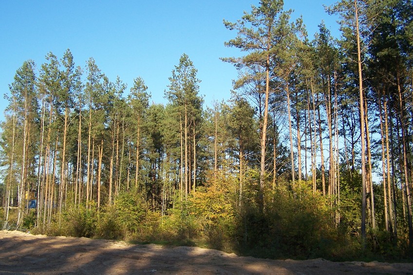 View towards E from the confluence