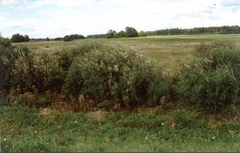 #1: The exact position of the confluence seemed to be in the middle of this bush!