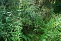 #5: The confluence point lies in this mass of vegetation, next to an earthen dam