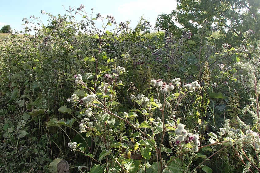 Burdock securely guards the approaches to the lake / Подступы к озеру надежно охраняет репейник