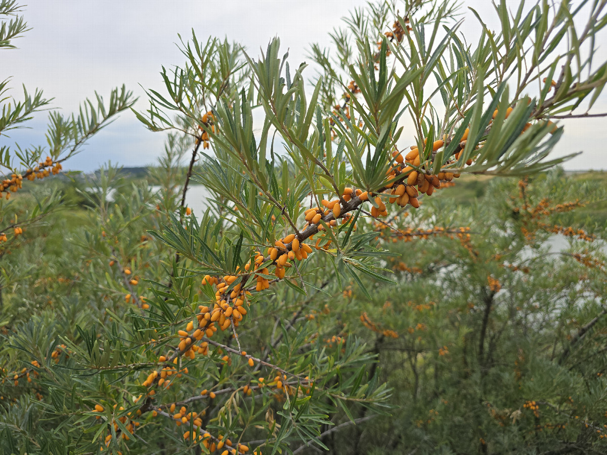 Sea berries