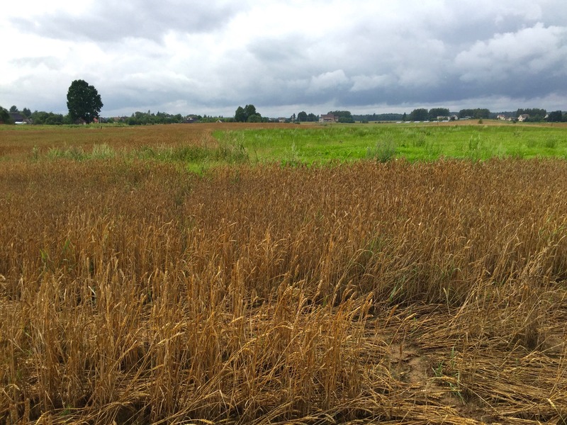 The confluence point lies in a wheat field, just 150m from the nearest roads. (This is also a view to the West.)