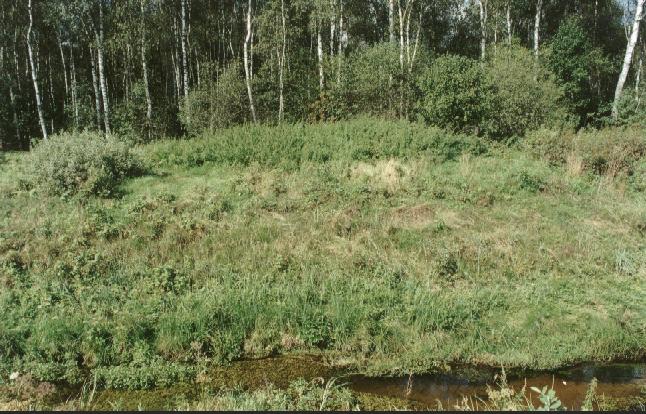 The confluence at the brook's bank