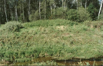 #1: The confluence at the brook's bank