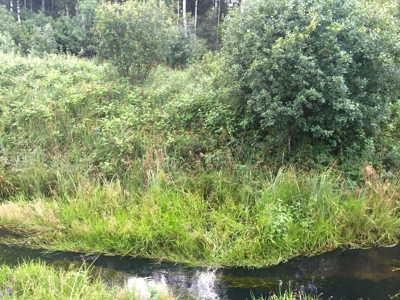 The confluence point lies 10 m away, in the brush on the far bank of this creek. (This is also a view to the West.)