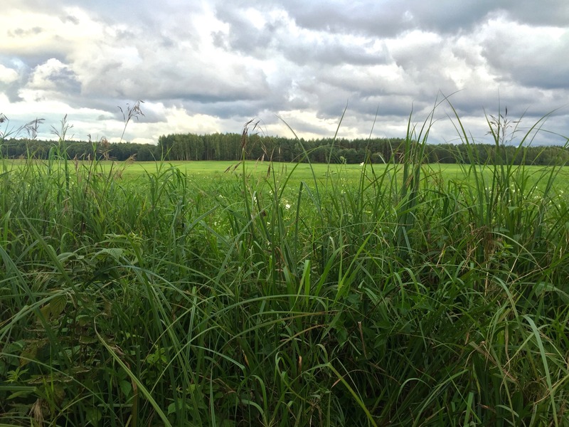 View East (across a large grassy field. I hiked across this field to get to the point.)