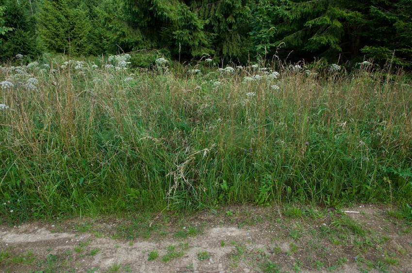 The confluence point lies in long grass, just 3 m or so past this dirt road