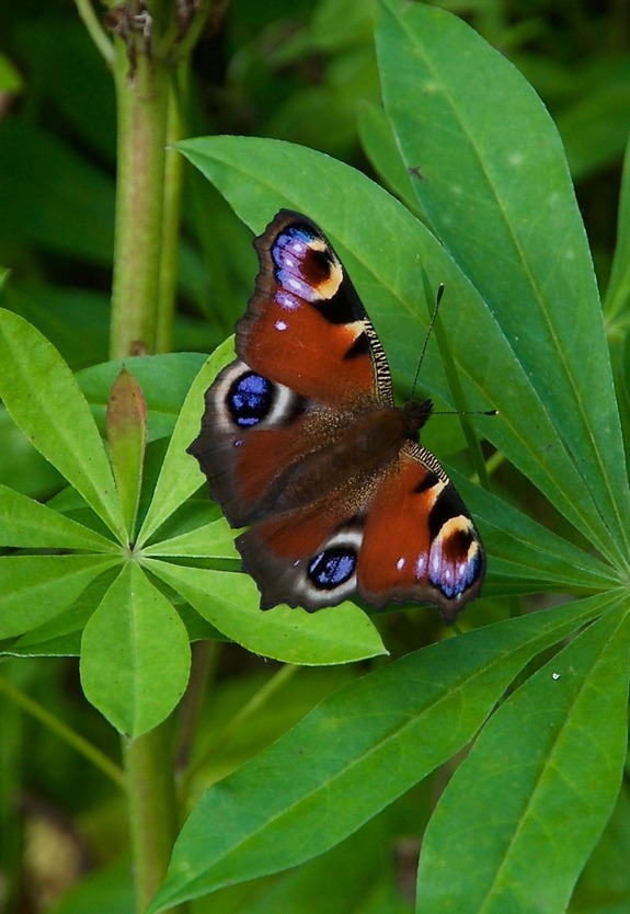 I saw several of these beautiful butterflies during my hike