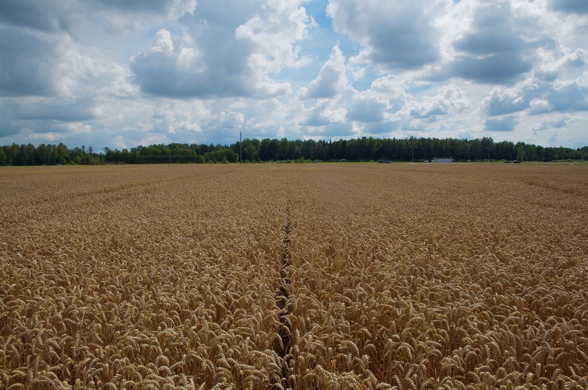 View South (towards the highway, 300 m away)