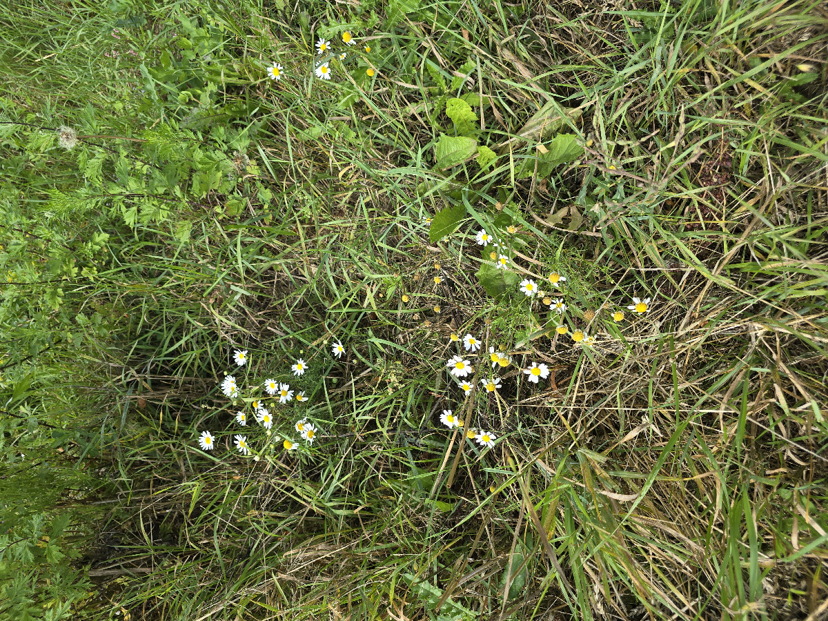 More small flowers in the field