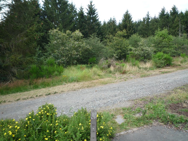 View to the North - A small forest