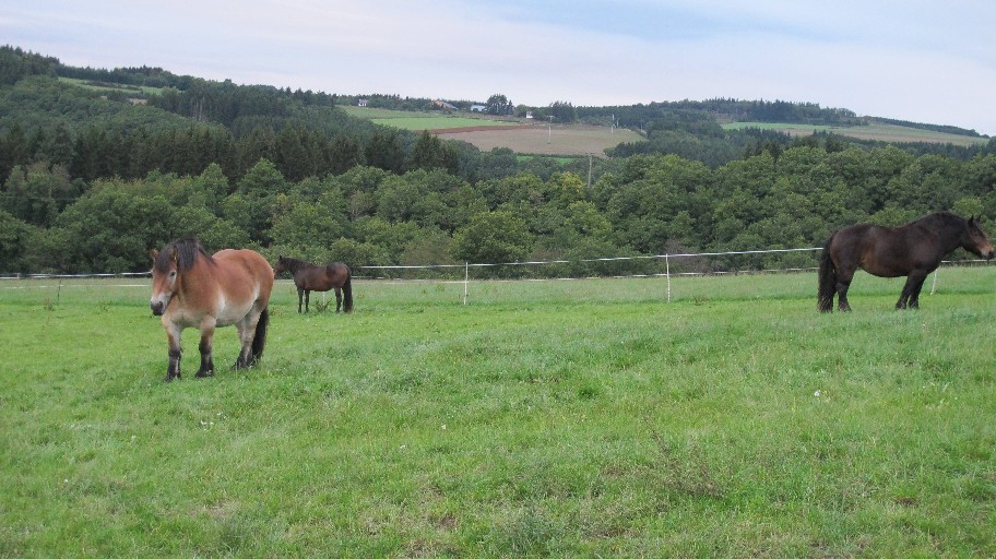 Horses Near CP