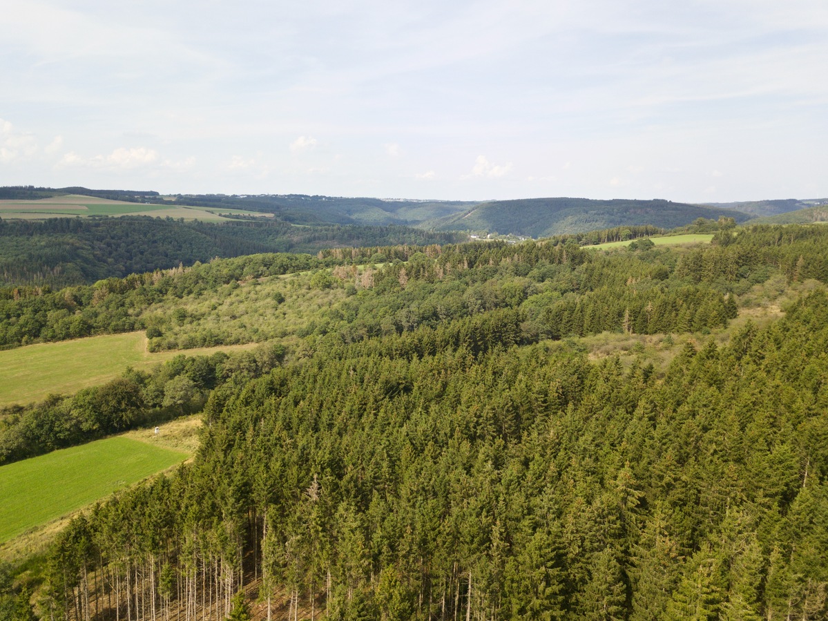 View North, from 50m above the point