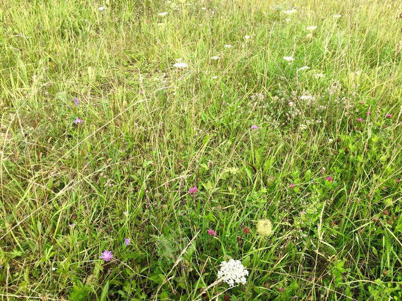 The confluence point lies atop a grassy knoll, covered with wildflowers