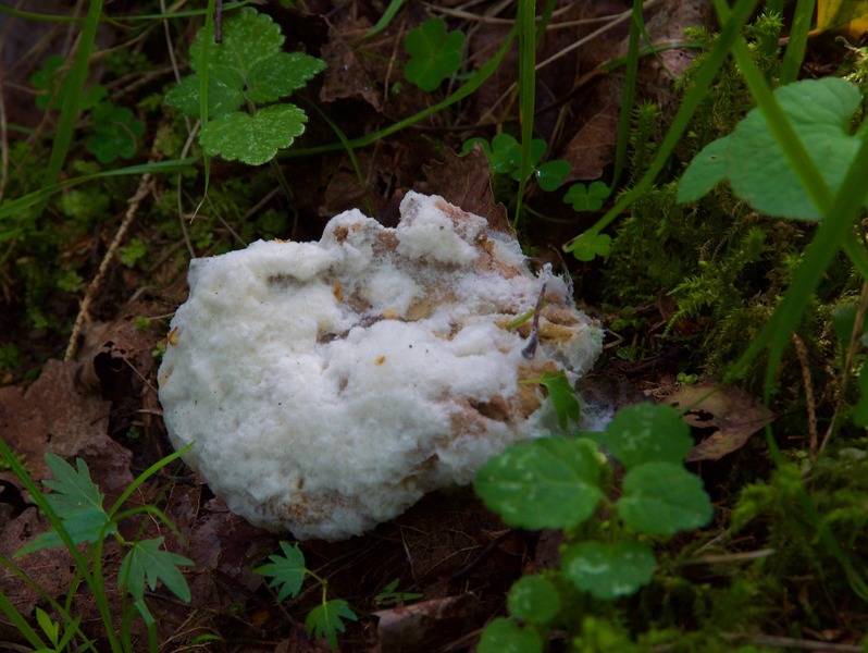 Fungus growing near the point