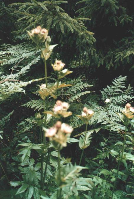 Close up of the forest