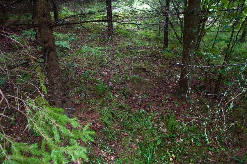 The confluence point lies in a patch of forest, 300 m from a highway