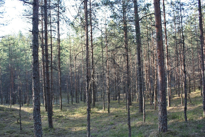 View to the north / Вид на север