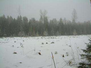 #1: In the middle of forest someone cut trees around confluence point…