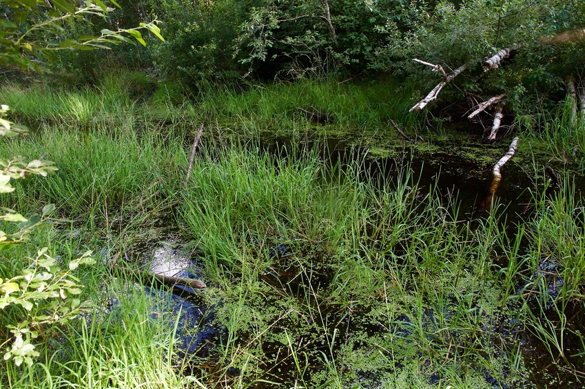 This creek - 120m from the point - blocked me from getting closer