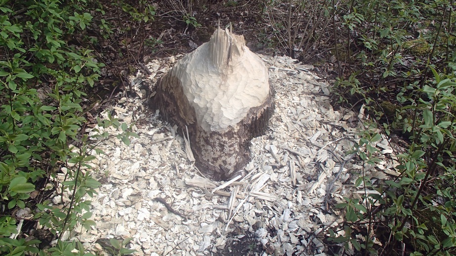 Everywhere are the traces of beavers activity / Повсюду следы жизнедеятельности бобров