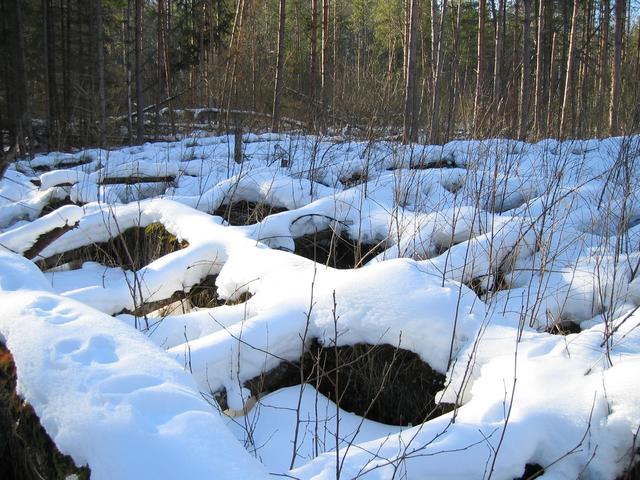 Wind sometimes makes strange things, pine trees were fallen in straight rows, with roots in air.