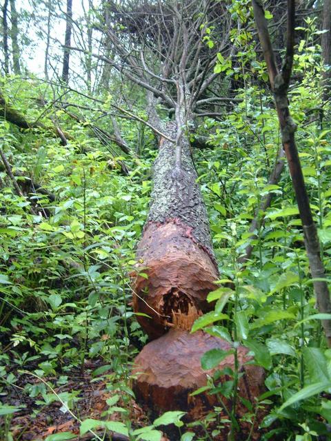 Beaver try to make crossing, but not in right direction ..