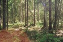 #3: the forest around the CP, looking south-east from the spot