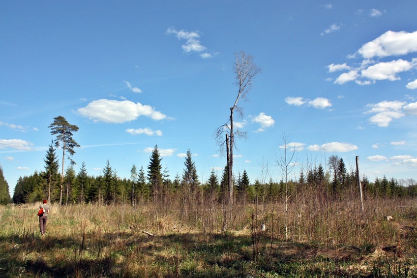 The clearing near the confluence / Вырубка рядом с пересечением