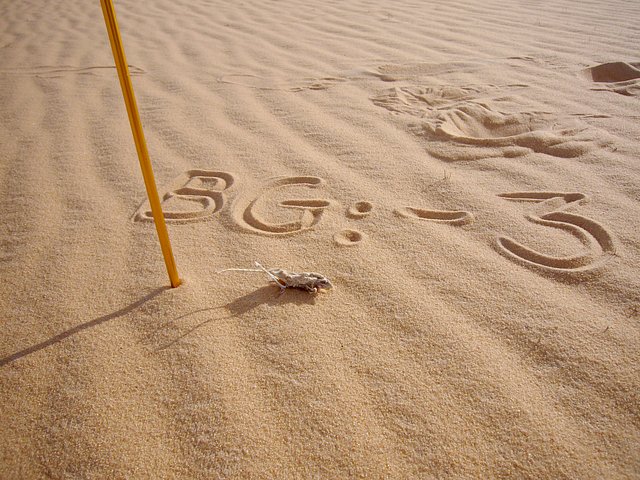 A dead gerbil, found exactly at the confluence point