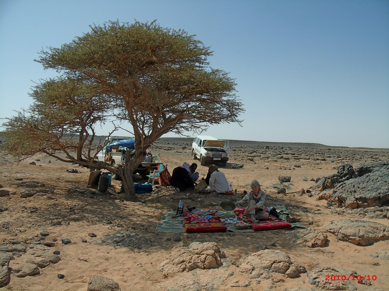 Welcome shade of an Acacia