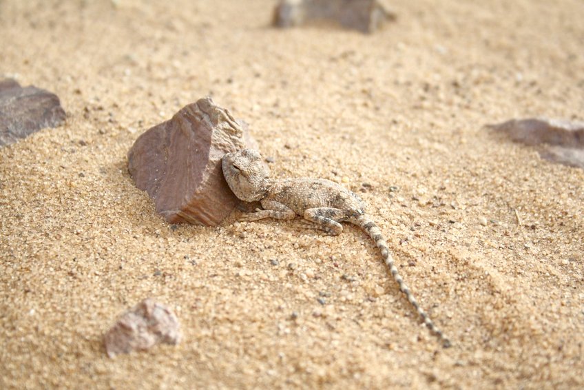 Baby Desert Agama