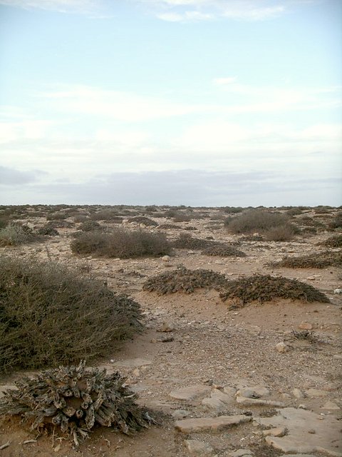 Afternoon at the Confluence, looking North